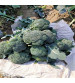 Iris Broccoli F-1 Hybrid Cali-09 10 grams